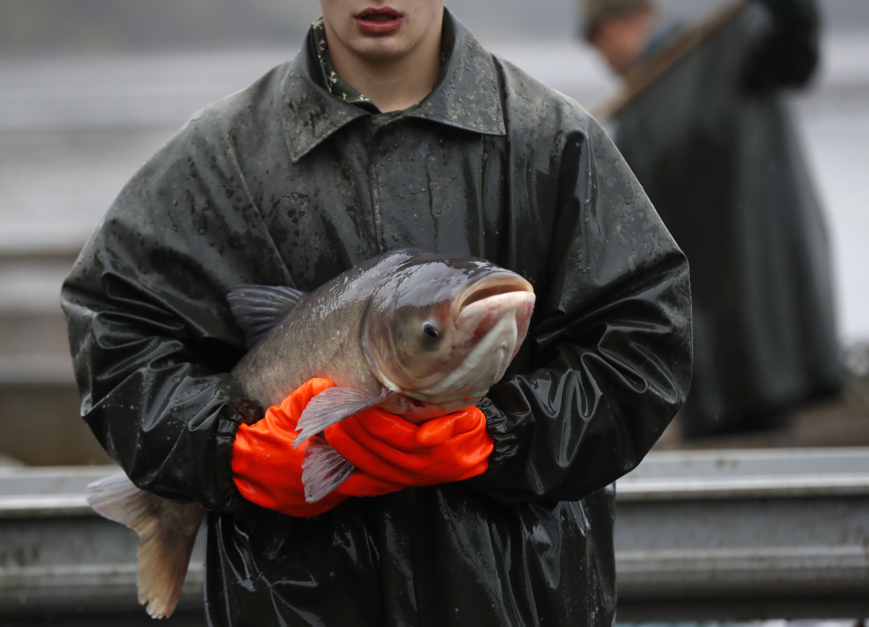 Czech Republic Carp Catching Photo Gallery